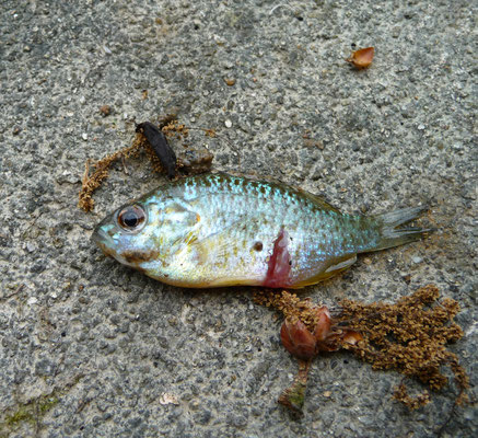 zonnebaars (Lepomis gibbosus)