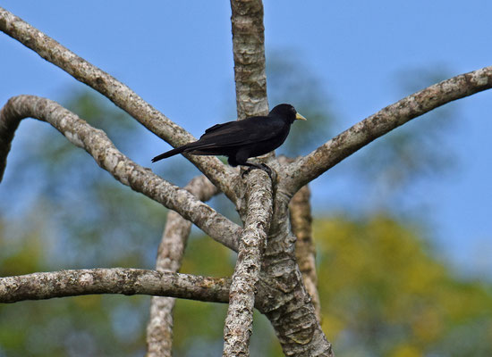 Red-rumped Cacique