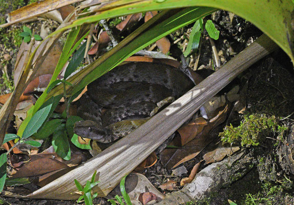 Bothrops atrox - Gewone Lanspuntslang (Labaria)