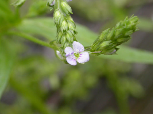 Veronica anagallis-aquatica - Blauwe waterereprijs