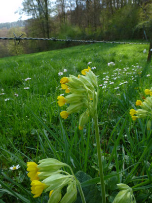 Primula veris - Gulden sleutelbloem