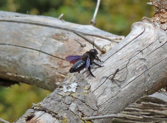Xylopa violacea - Glanzende houtbij