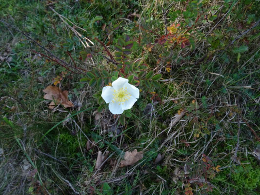 Rosa spinosissima - Duinroos
