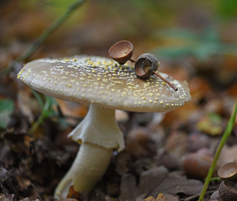 Geelwrattige amaniet