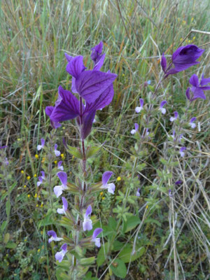Salvia viridis