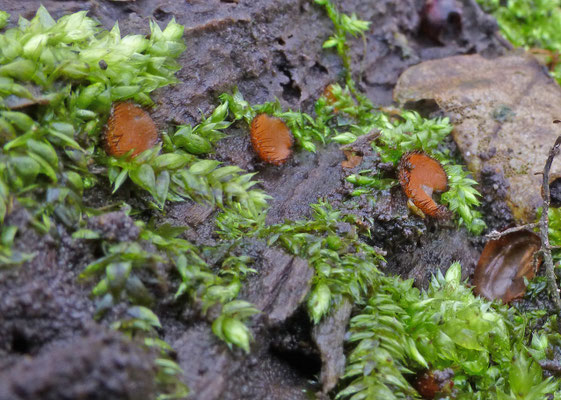Scutellinia scutellata - Gewoon wimperzwammetje