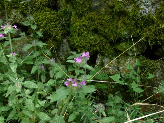 Satureja vulgaris - Borstelkrans