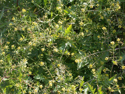 Rorippa palustris - Moeraskers