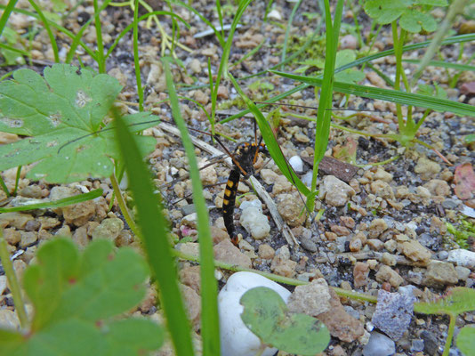 Nephrotoma crocata