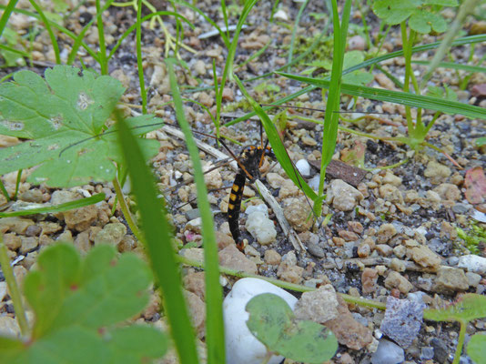 Nephrotoma crocata - Driebandtijger