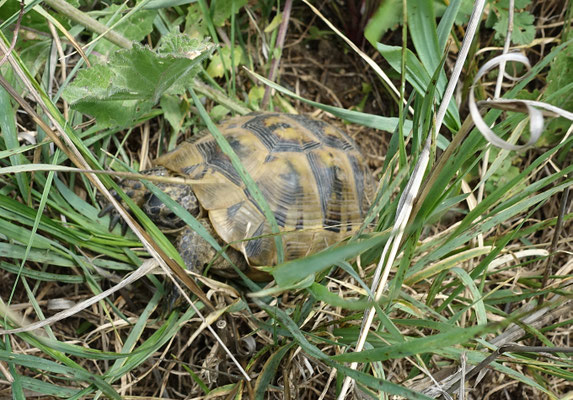 Griekse Landschildpad