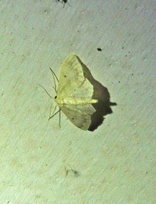 Idaea biselata - Schildstipspanner