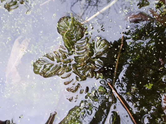 Ceratophyllum demersum - Grof hoornblad
