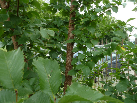 Ulmus laevis - Fladderiep