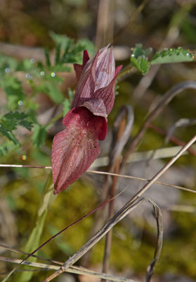 Brede tongorchis  (Serapias cordigera)