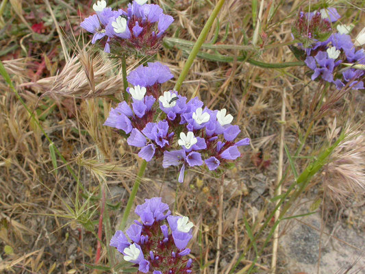 Limonium sinuatum - Bochtig lamsoor