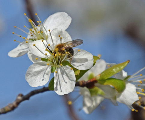 Andrena haemorrhoa - Roodgatje