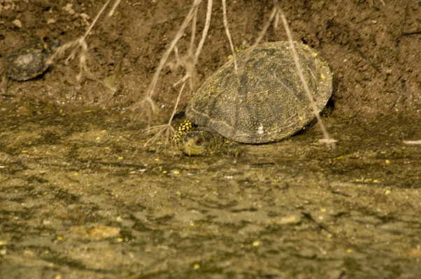 Europese moerasschildpad (Emys orbicularis)
