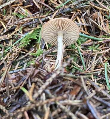 Inocybe whitei - Blozende dennenvezelkop