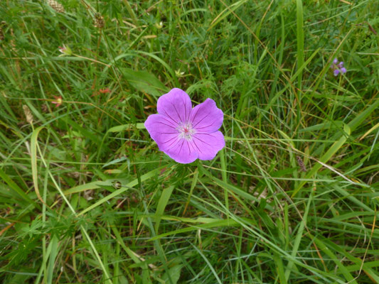 Geranium sanguineum - Bloedooievaarsbek