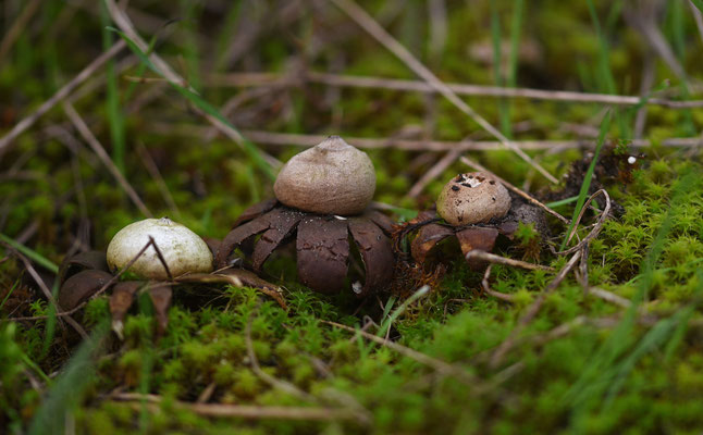 Tepelaardster
