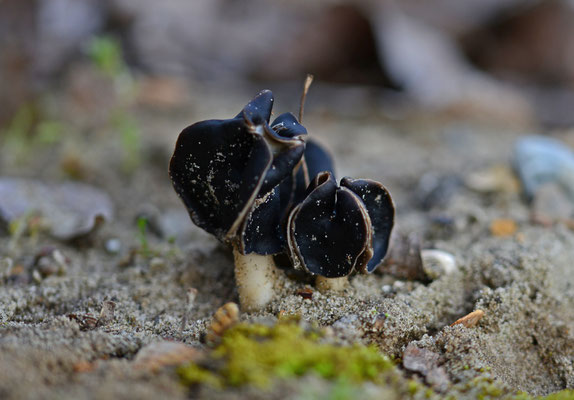 Helvella spadicea - Nonnenkapkluifzwam