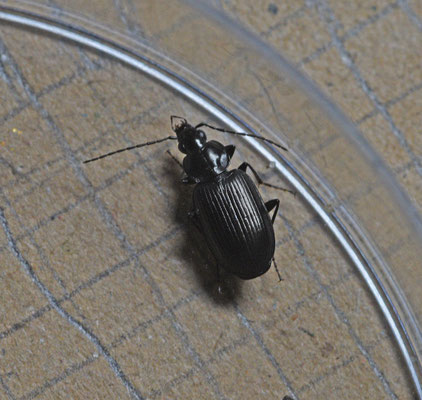 Glanzende snelloper
