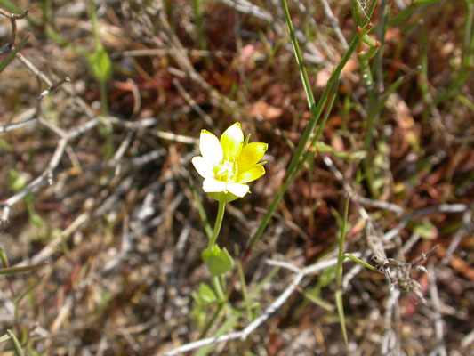 zomerbitterling (Blackstonia perfoliata subsp. perfoliata )