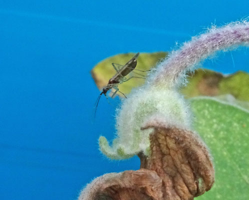 Dicyphus errans - Zwervende bochelwants