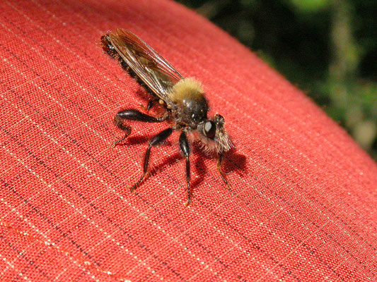 Laphria flava - Gele hommelroofvlieg