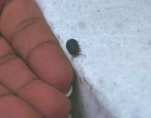 Porcellio scaber - Ruwe pissebed