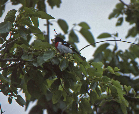 Rose-breasted Grosbeak