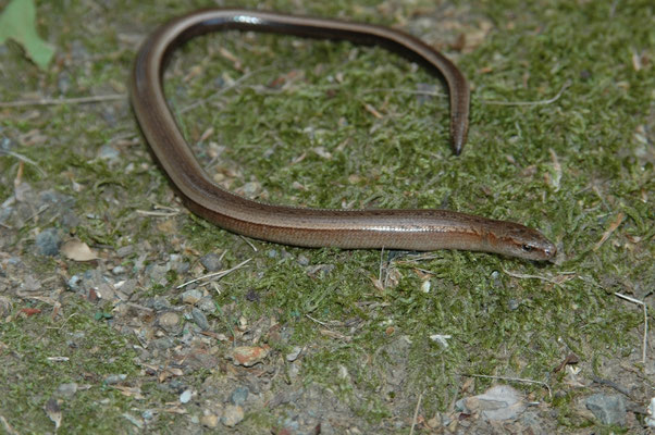 Anguis cephalonnica (Peloponnesoshazelworm)