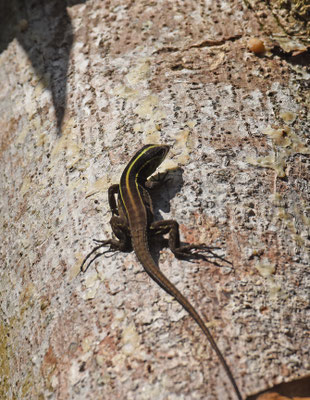 Kentropyx calcarata