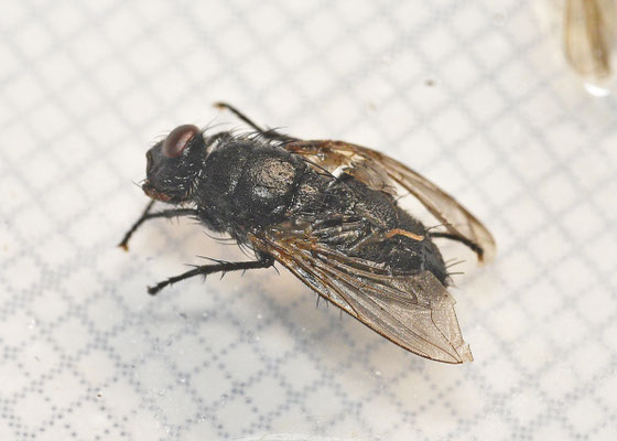 Pollenia spec.