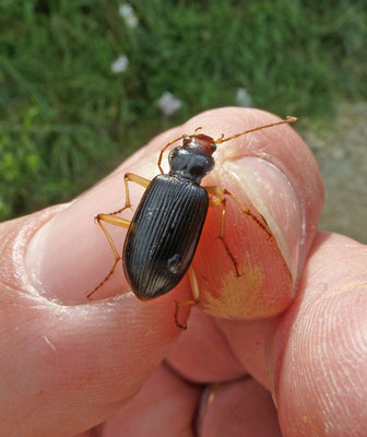 Nebria picicornis