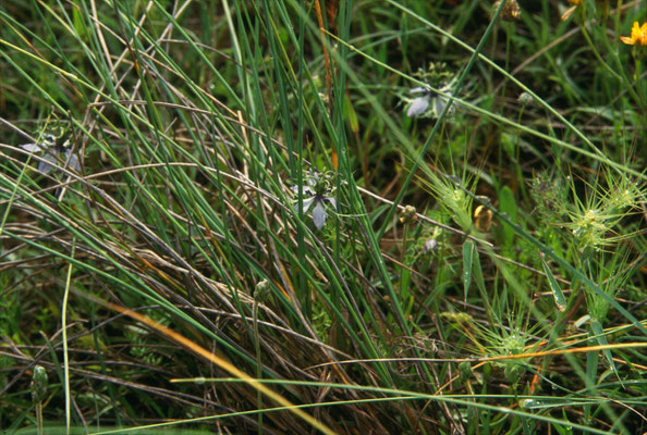 Nigella damascena - Juffertje-in-het-groen