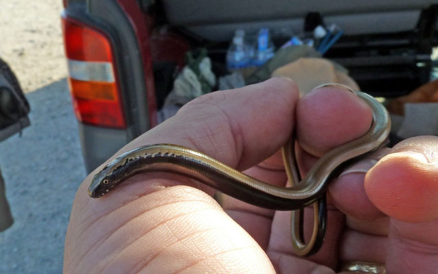 Peloponnesoshazelworm (Anguis cephalonicus)