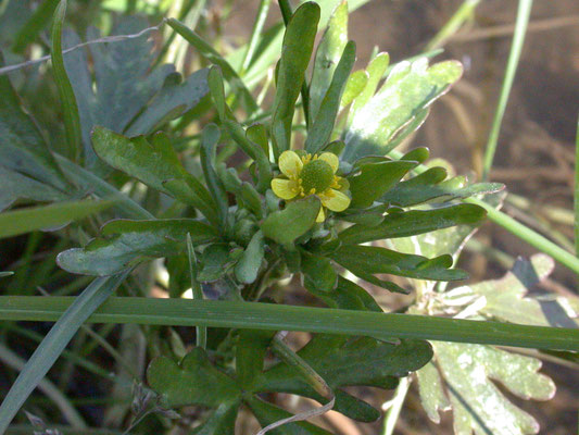 Ranunculus sceleratus - Blaartrekkende boterbloem