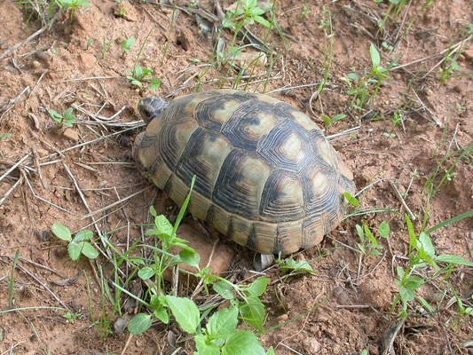 Griekse landschildpad