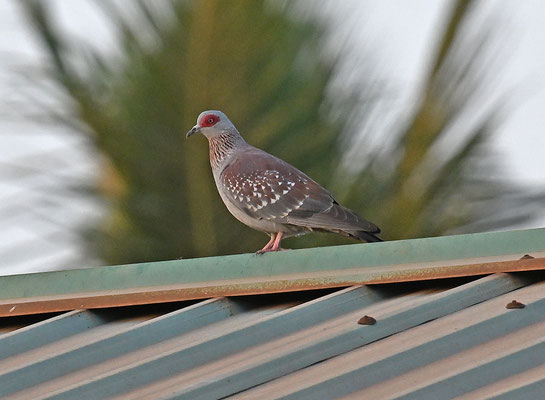 Columba guinea - Speckled Pigeon