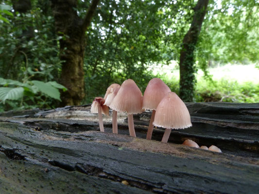 Mycena haematopus - Grote bloedsteelmycena