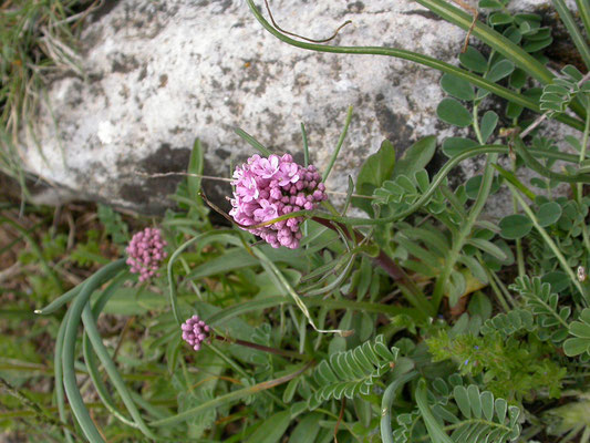 Valeriana globulariifolia