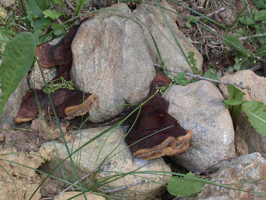 Osmoporus odoratus - Korianderzwam