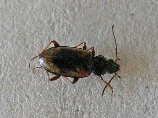 Bembidion femoratum