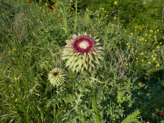 Cynara cardunculus - Kardoen