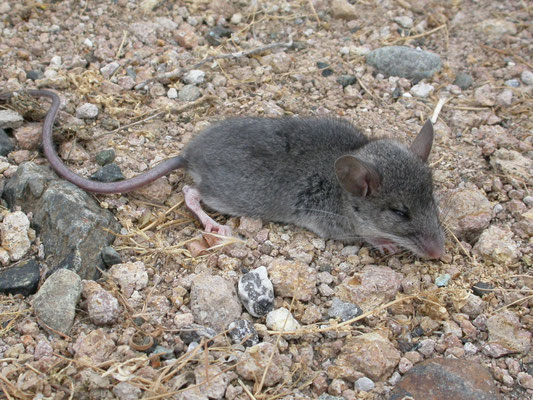 Zwarte rat