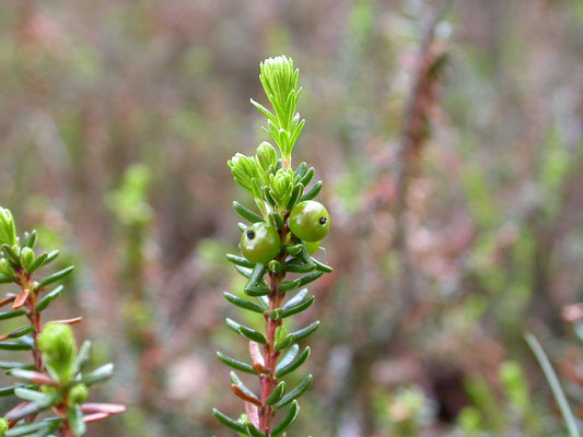 Empetrum nigrum - Kraaiheide