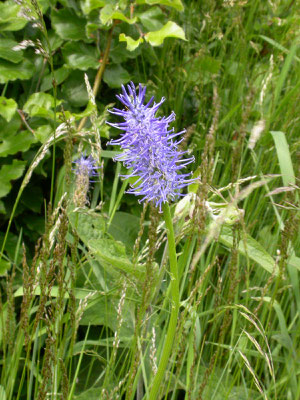 Phyteuma spicatum nigrum - Zwartblauwe rapunzel