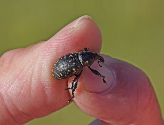 Liparus germanus - Trage snuittor